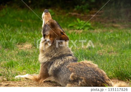 Crying wolf in the woodland 135117826