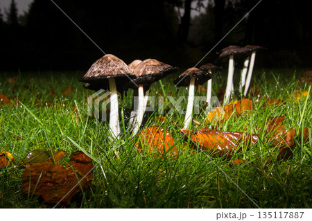 Mushrooms in the wet and rainy woods. Mushrooms in the wet and rainy woods. 135117887
