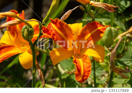 Orange colored Tiger lily flower 135117889