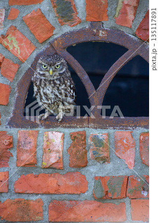 Little owl, looking at the camera 135117891