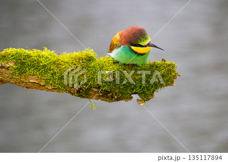 Bee-eater resting on a pole, having a break, watching and observing. Bee-eater resting on a pole, having a break, watching and observing. 135117894
