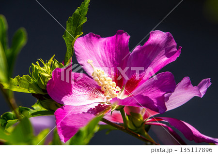 Pink colored hisbiscus flower in the garden 135117896
