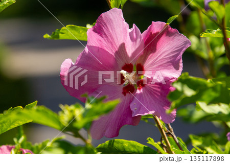 Pink colored hisbiscus flower in the garden Pink colored hisbiscus flower in the garden 135117898