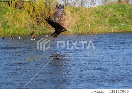 Hungry white-tailed eagle diving and grabbing fish out of the water. Hungry white-tailed eagle diving and grabbing fish out of the water. 135117909