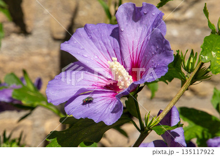 Dirty green fly drinking from the raindrops on a purple hibiscus flower. Dirty green fly drinking from the raindrops on a purple hibiscus flower. 135117922