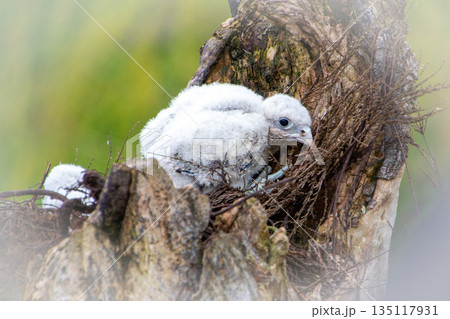White junior gryfalcon waiting for his mother White junior gryfalcon waiting for his mother 135117931