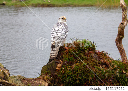 White gryfalcon resting and observing White gryfalcon resting and observing 135117932