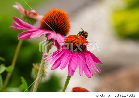 Honey on a lens hood flower 135117933