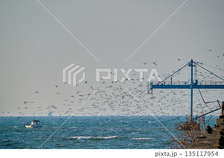 カワウ　海　群れ 135117954