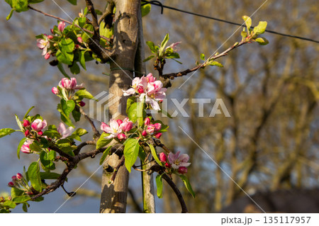 Close-up of blossom on a apple tree in an orchard in the Betuwe. The blossoms will be the fruits of the tree to harvest. 135117957