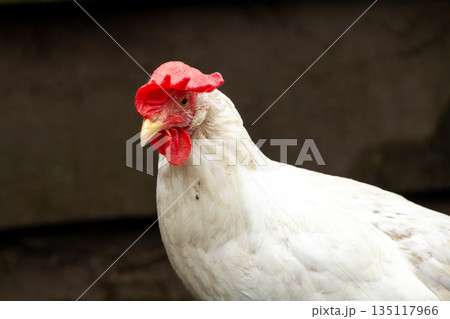 White leghorn hen in close-up White leghorn hen in close-up 135117966
