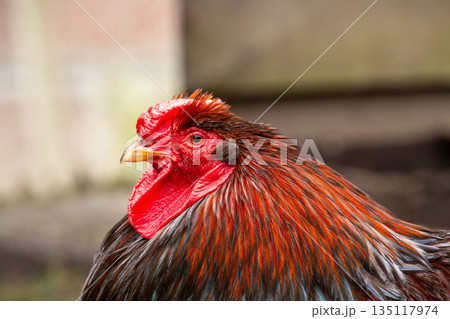 Barnevelder rooster looking at the camera 135117974