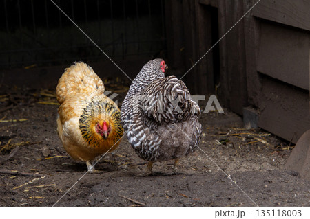 Two cuckoo chickens dancing around. 135118003