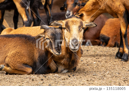 Mouflon mother with her male son in close-up. Mouflon mother with her male son in close-up. 135118005