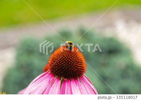Honey bee on a coneflower Honey bee on a coneflower 135118017