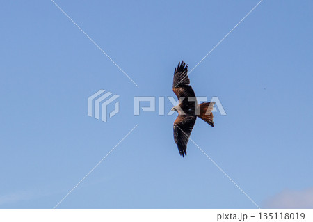 Red kite flying high above in the sky. 135118019