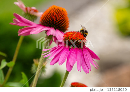 Honey bee on a coneflower 135118020