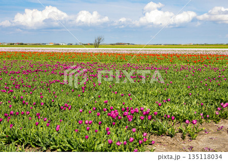 Bulb fields with tulips on the island Texel. 135118034