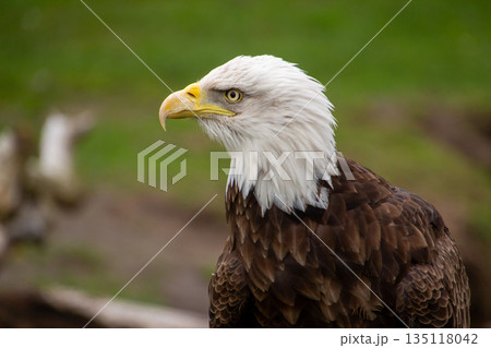 American bald eagle in profile view 135118042