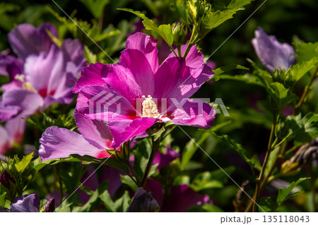 Pink colored hisbiscus flower in the garden Pink colored hisbiscus flower in the garden 135118043