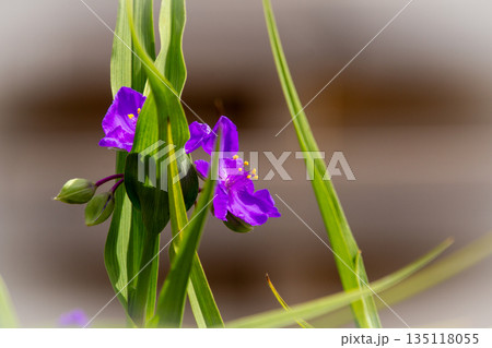 Close-up of a purple lily in our garden. 135118055