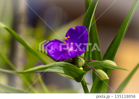 Close-up of a purple lily in our garden. 135118056