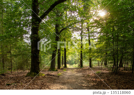 Forest lane during the golden hour on the Veluwe. Forest lane during the golden hour on the Veluwe. 135118060