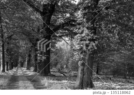 Forest lane during the golden hour on the Veluwe. Forest lane during the golden hour on the Veluwe. 135118062