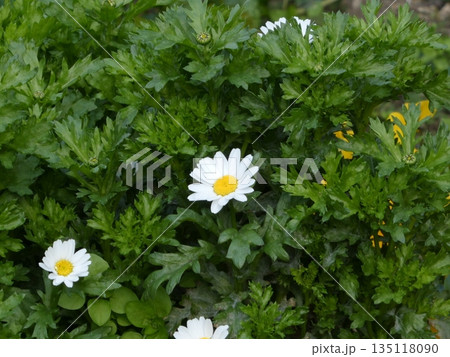 白い花と青々とした緑の葉 白い花と青々とした緑の葉 135118090