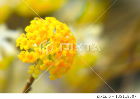 一輪のミツマタの花 135118307