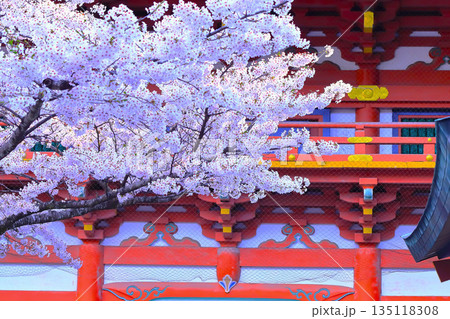 神社境内に咲く満開の染井吉野 135118308