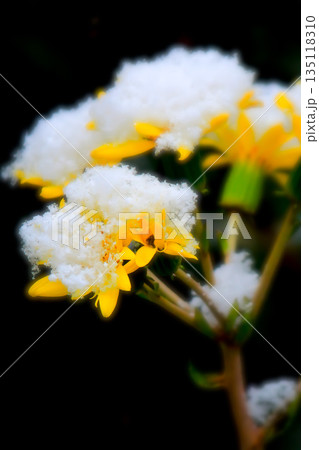 雪の中で咲くツワブキ 135118310