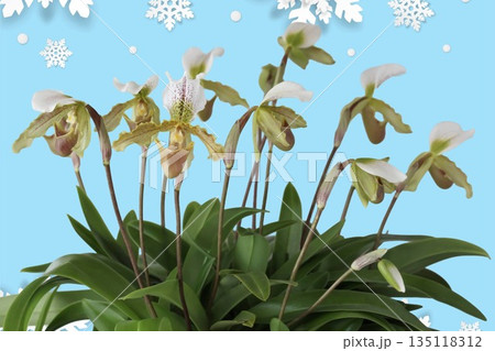 パフィオペディルム(洋蘭) パフィオペディルム(洋蘭) 135118312