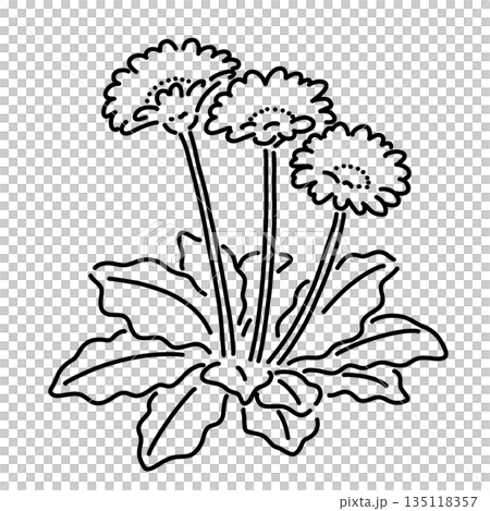 手描きのシンプルなガーベラのイラスト（線画） 135118357