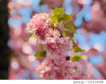八重桜のある風景 135118490