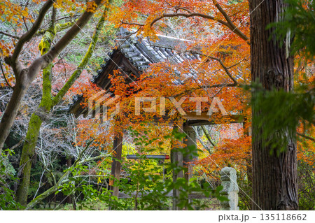 長岳寺　鐘堂　秋　紅葉の季節 135118662