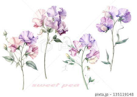 優しい色合いのたくさんのスイートピー 135119148