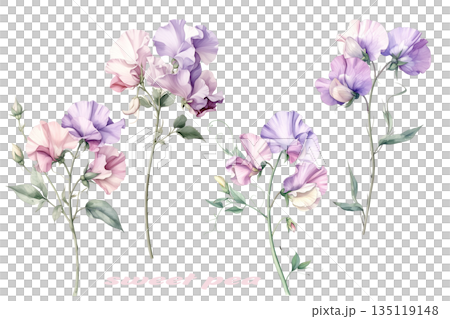 優しい色合いのたくさんのスイートピー 135119148