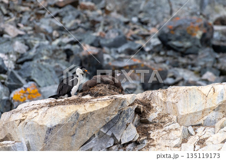 An Antarctic Shag at Cuverville Island 135119173