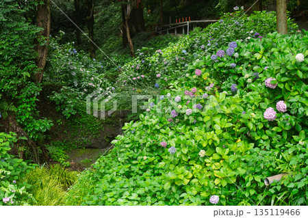京都府八幡市の杉山谷不動尊・神應寺の参道を彩る紫陽花の紫陽花を撮影 135119466