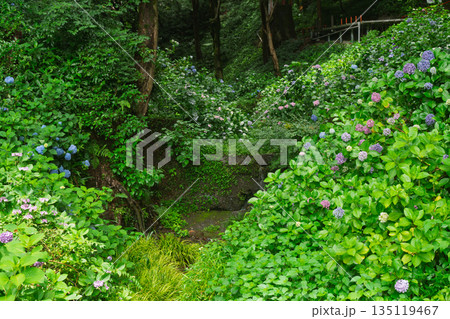 京都府八幡市の杉山谷不動尊・神應寺の参道を彩る紫陽花の紫陽花を撮影 京都府八幡市の杉山谷不動尊・神應寺の参道を彩る紫陽花の紫陽花を撮影 135119467