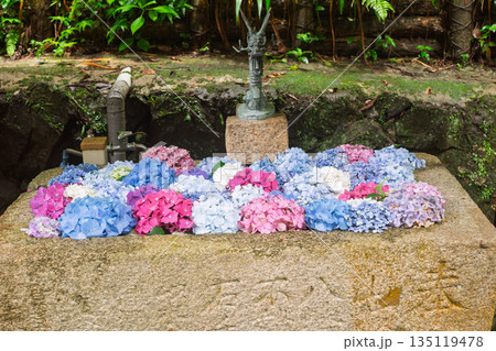 京都府八幡市の杉山谷不動尊・神應寺の参道を彩る紫陽花の紫陽花を撮影 京都府八幡市の杉山谷不動尊・神應寺の参道を彩る紫陽花の紫陽花を撮影 135119478