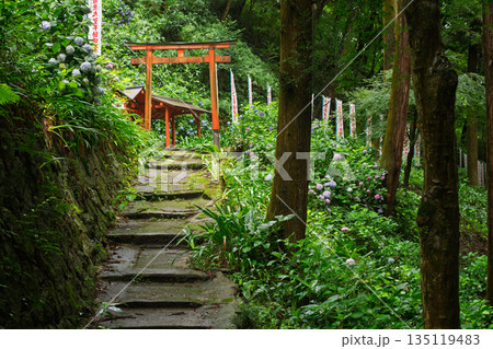 京都府八幡市の杉山谷不動尊・神應寺の参道を彩る紫陽花の紫陽花を撮影 京都府八幡市の杉山谷不動尊・神應寺の参道を彩る紫陽花の紫陽花を撮影 135119483