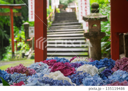 京都府八幡市の杉山谷不動尊・神應寺の参道を彩る紫陽花の紫陽花を撮影 京都府八幡市の杉山谷不動尊・神應寺の参道を彩る紫陽花の紫陽花を撮影 135119486