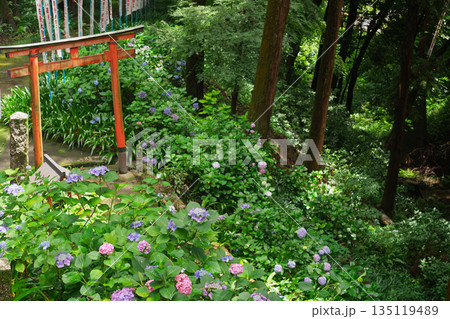 京都府八幡市の杉山谷不動尊・神應寺の参道を彩る紫陽花の紫陽花を撮影 135119489
