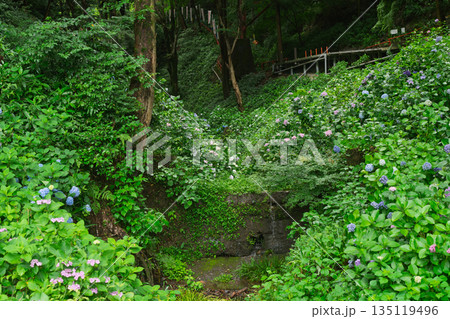 京都府八幡市の杉山谷不動尊・神應寺の参道を彩る紫陽花の紫陽花を撮影 135119496