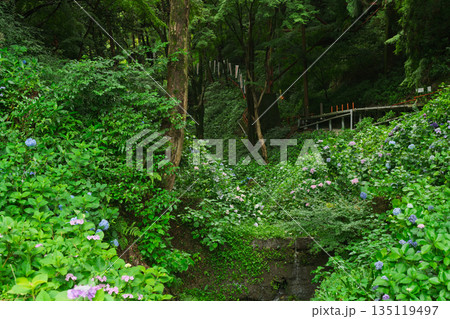 京都府八幡市の杉山谷不動尊・神應寺の参道を彩る紫陽花の紫陽花を撮影 京都府八幡市の杉山谷不動尊・神應寺の参道を彩る紫陽花の紫陽花を撮影 135119497