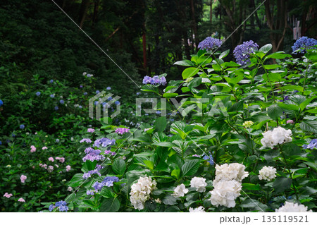 京都府八幡市の杉山谷不動尊・神應寺の参道を彩る紫陽花の紫陽花を撮影 135119521