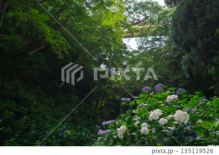 京都府八幡市の杉山谷不動尊・神應寺の参道を彩る紫陽花の紫陽花を撮影 京都府八幡市の杉山谷不動尊・神應寺の参道を彩る紫陽花の紫陽花を撮影 135119526