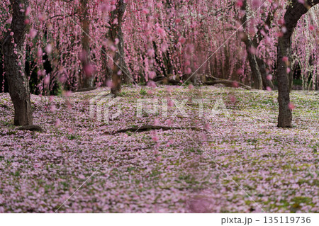 京都市伏見区にある城南宮で撮影した梅 135119736